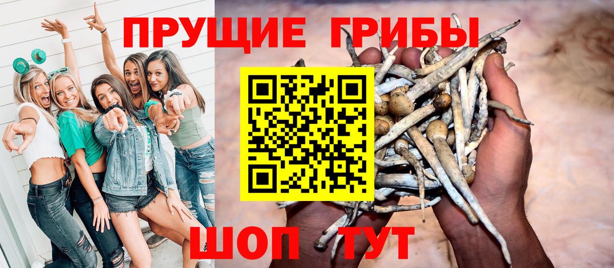 Псилоцибиновые грибы Psilocybe  Вход с VPN  Каменка 